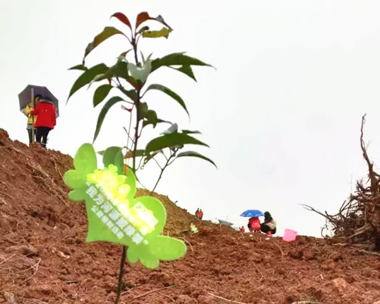 僑洋伙伴積極參與植樹公益活動(dòng)