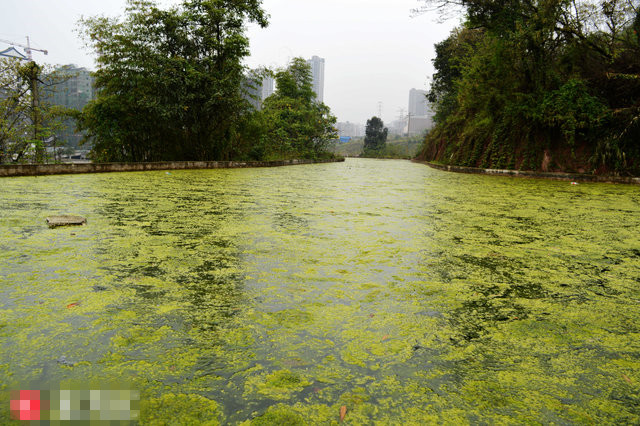 僑洋實業(yè)帶你直擊重慶“人造天河”兩年后變“綠藻河”