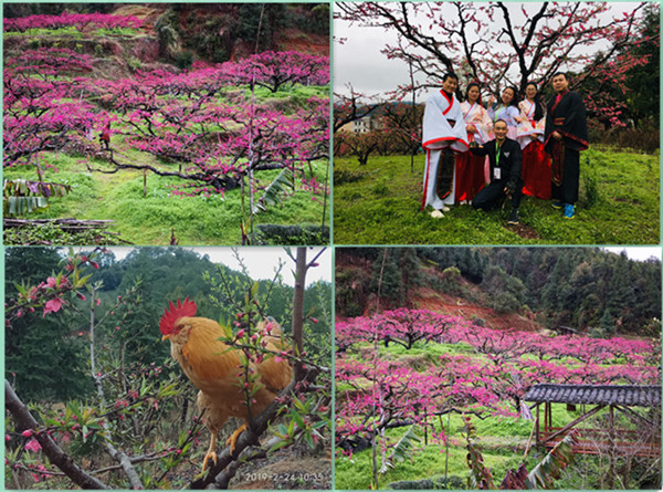 迷人桃花殷紅一片